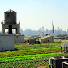 2011 finalist - Vertigo Farming